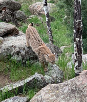 Local bobacat