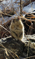 Local chipmunk