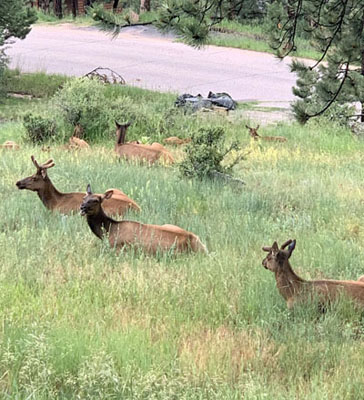 Local elk