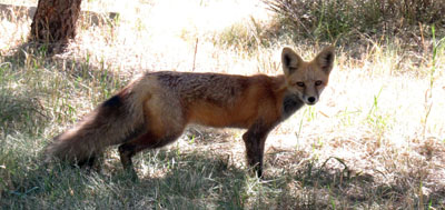 Local fox