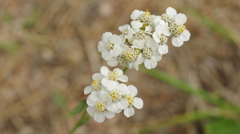 White Flowers